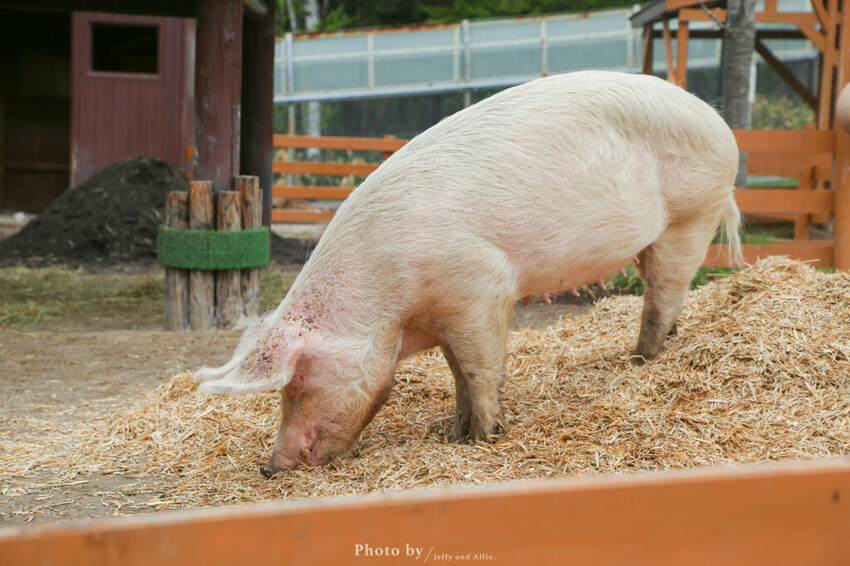 【北海道旭川】旭山動物園一日遊,門票、交通、餵食秀,尋找企鵝、北極熊、海豹吧!