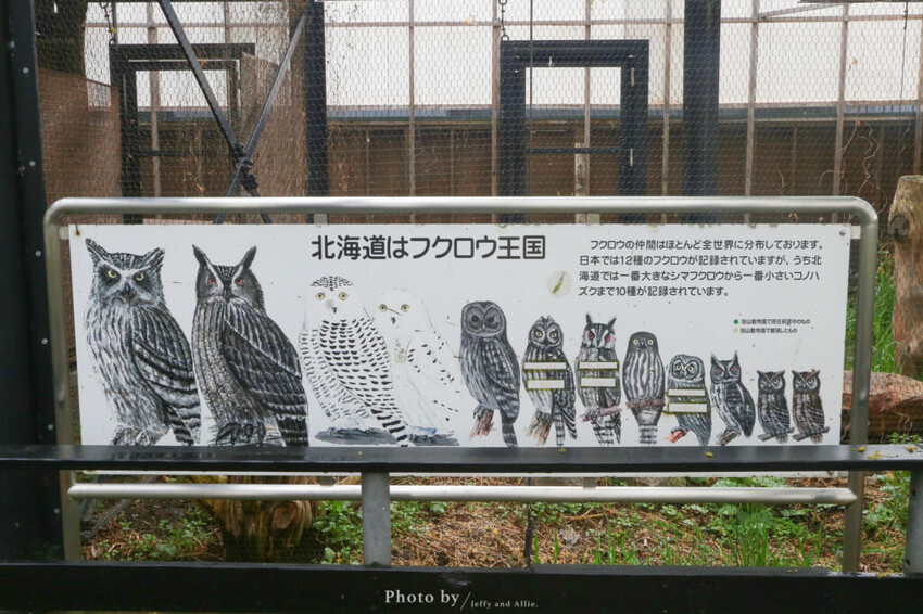 【北海道旭川】旭山動物園一日遊,門票、交通、餵食秀,尋找企鵝、北極熊、海豹吧!