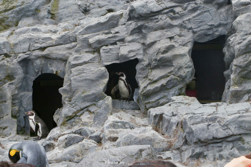【北海道旭川】旭山動物園一日遊,門票、交通、餵食秀,尋找企鵝、北極熊、海豹吧!