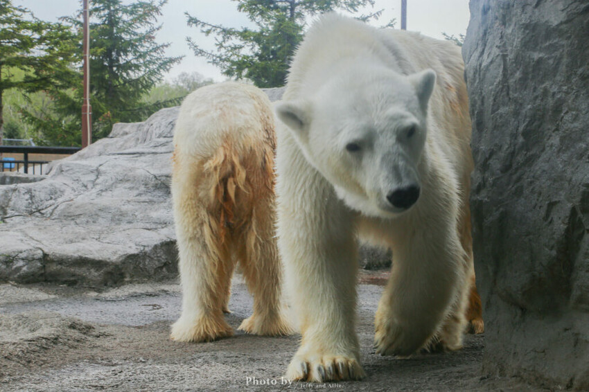 【北海道旭川】旭山動物園一日遊,門票、交通、餵食秀,尋找企鵝、北極熊、海豹吧!