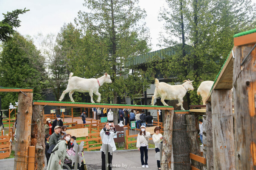 【北海道旭川】旭山動物園一日遊,門票、交通、餵食秀,尋找企鵝、北極熊、海豹吧!