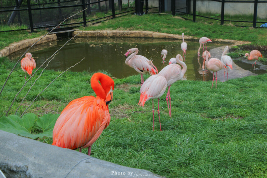【北海道旭川】旭山動物園一日遊,門票、交通、餵食秀,尋找企鵝、北極熊、海豹吧!