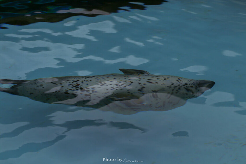 【北海道旭川】旭山動物園一日遊,門票、交通、餵食秀,尋找企鵝、北極熊、海豹吧!