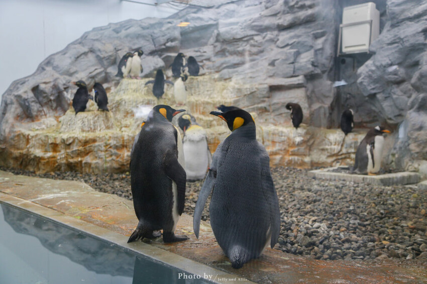 【北海道旭川】旭山動物園一日遊,門票、交通、餵食秀,尋找企鵝、北極熊、海豹吧!