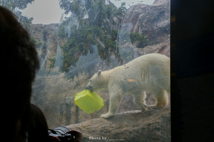 【北海道旭川】旭山動物園一日遊,門票、交通、餵食秀,尋找企鵝、北極熊、海豹吧!