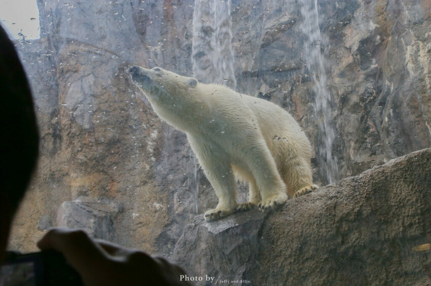 【北海道旭川】旭山動物園一日遊,門票、交通、餵食秀,尋找企鵝、北極熊、海豹吧!