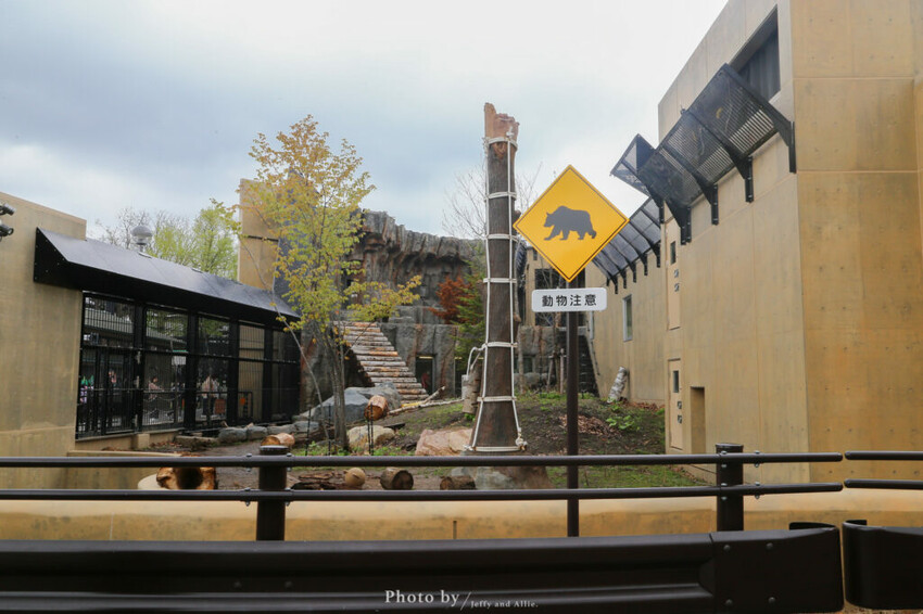 【北海道旭川】旭山動物園一日遊,門票、交通、餵食秀,尋找企鵝、北極熊、海豹吧!