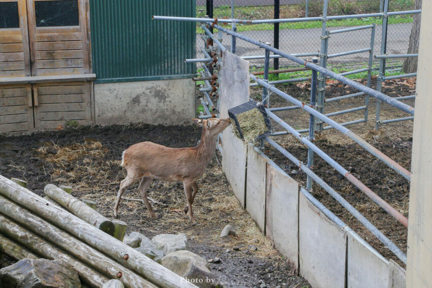 【北海道旭川】旭山動物園一日遊,門票、交通、餵食秀,尋找企鵝、北極熊、海豹吧!