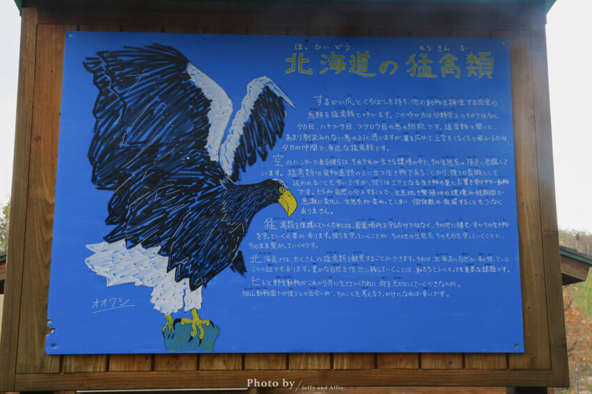 【北海道旭川】旭山動物園一日遊,門票、交通、餵食秀,尋找企鵝、北極熊、海豹吧!