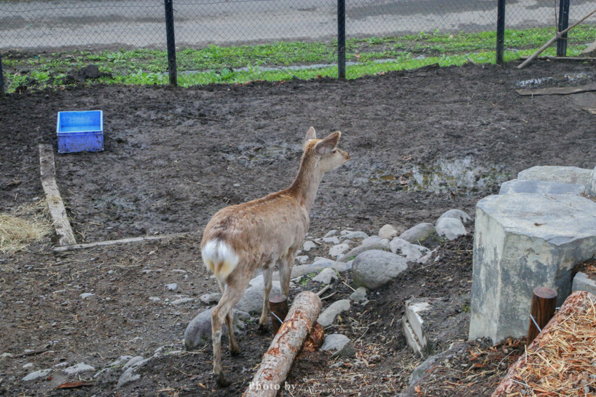 【北海道旭川】旭山動物園一日遊,門票、交通、餵食秀,尋找企鵝、北極熊、海豹吧!