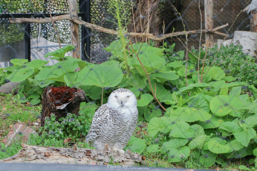 【北海道旭川】旭山動物園一日遊,門票、交通、餵食秀,尋找企鵝、北極熊、海豹吧!
