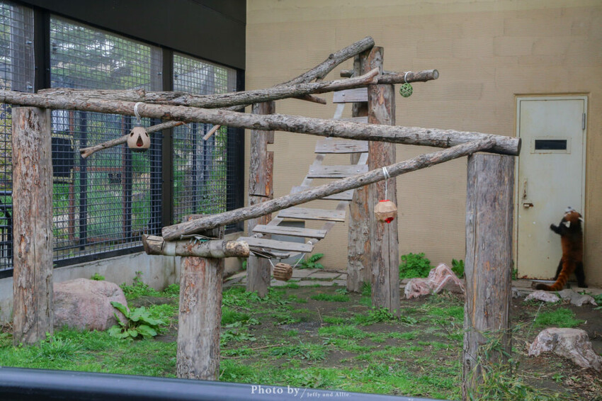 【北海道旭川】旭山動物園一日遊,門票、交通、餵食秀,尋找企鵝、北極熊、海豹吧!