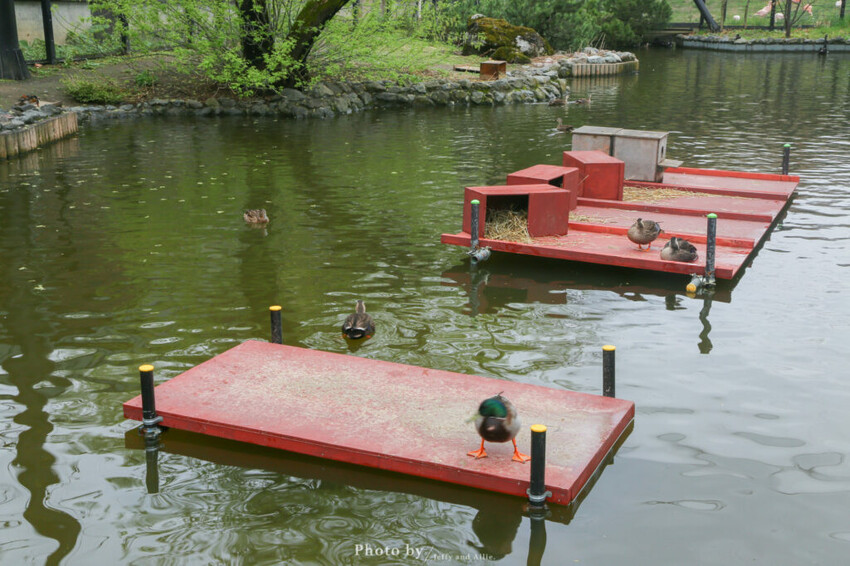【北海道旭川】旭山動物園一日遊,門票、交通、餵食秀,尋找企鵝、北極熊、海豹吧!