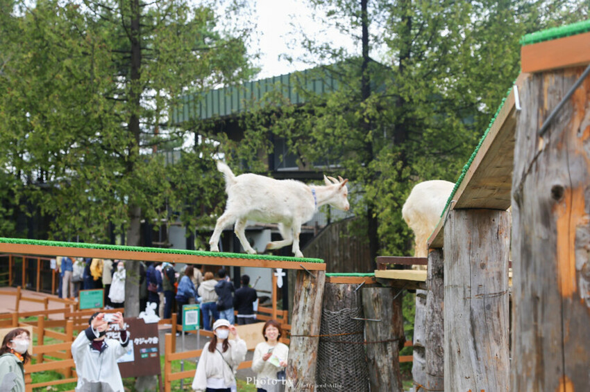 【北海道旭川】旭山動物園一日遊,門票、交通、餵食秀,尋找企鵝、北極熊、海豹吧!