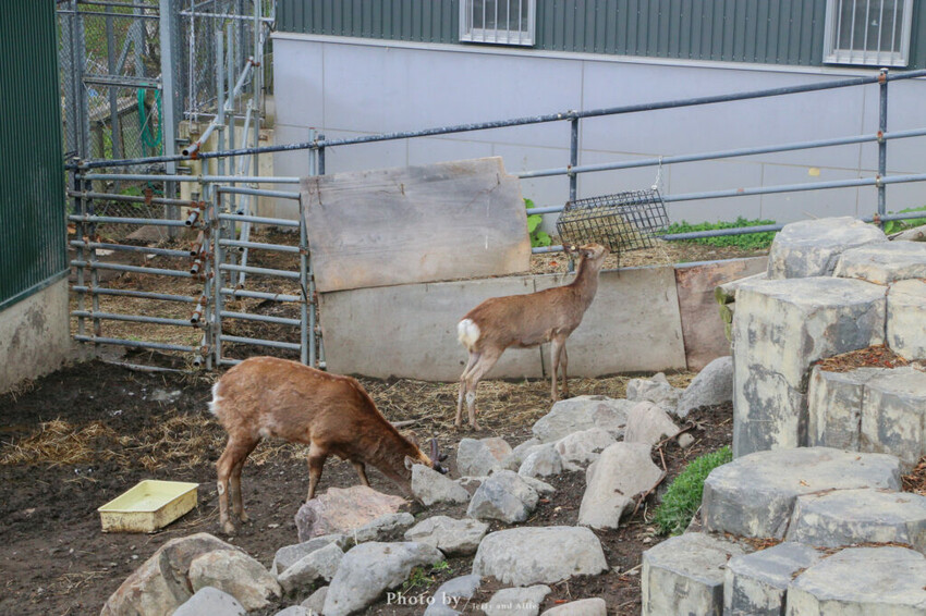 【北海道旭川】旭山動物園一日遊,門票、交通、餵食秀,尋找企鵝、北極熊、海豹吧!