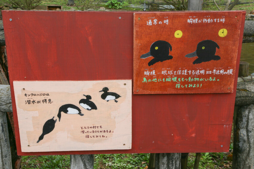 【北海道旭川】旭山動物園一日遊,門票、交通、餵食秀,尋找企鵝、北極熊、海豹吧!