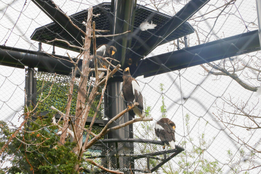 【北海道旭川】旭山動物園一日遊,門票、交通、餵食秀,尋找企鵝、北極熊、海豹吧!