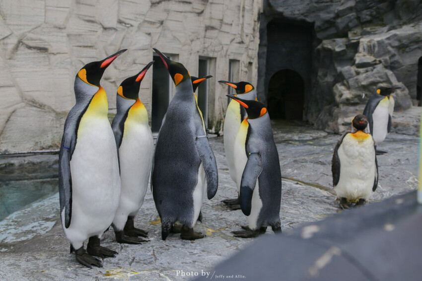 【北海道旭川】旭山動物園一日遊,門票、交通、餵食秀,尋找企鵝、北極熊、海豹吧!