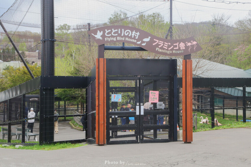 【北海道旭川】旭山動物園一日遊,門票、交通、餵食秀,尋找企鵝、北極熊、海豹吧!