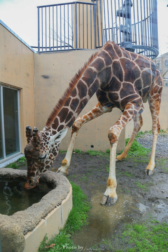 【北海道旭川】旭山動物園一日遊,門票、交通、餵食秀,尋找企鵝、北極熊、海豹吧!