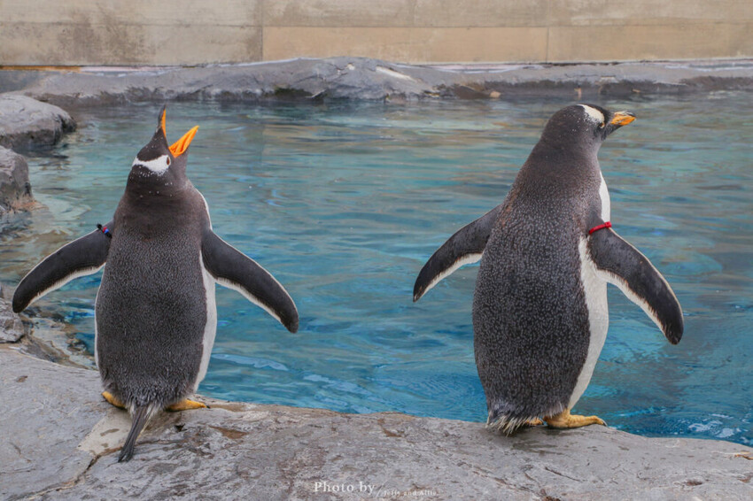 【北海道旭川】旭山動物園一日遊,門票、交通、餵食秀,尋找企鵝、北極熊、海豹吧!