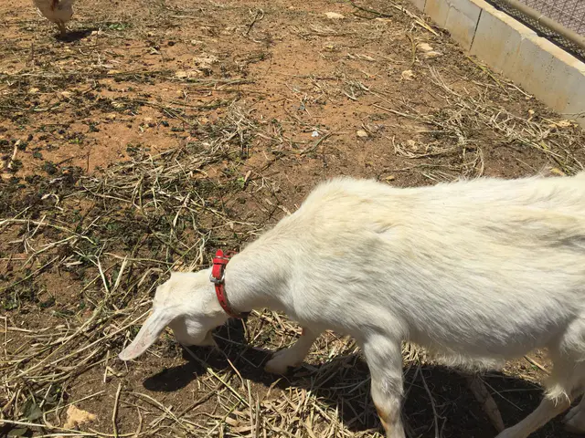 日本,沖繩自駕遊6天5夜(三)殘波岬、琉球村、風獅爺、石敢當、美浜美國村