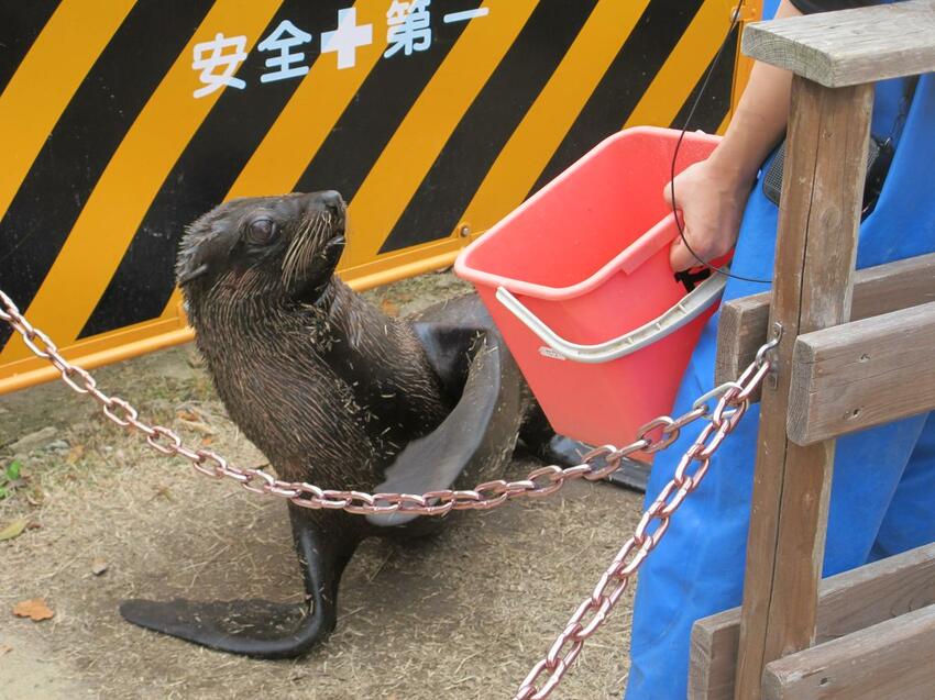 【2024年神戶自由行】最新旅遊景點特集! 搭神戶船只要500日幣! 人氣甜點店、吃爆神戶牛、打卡BE KOBE