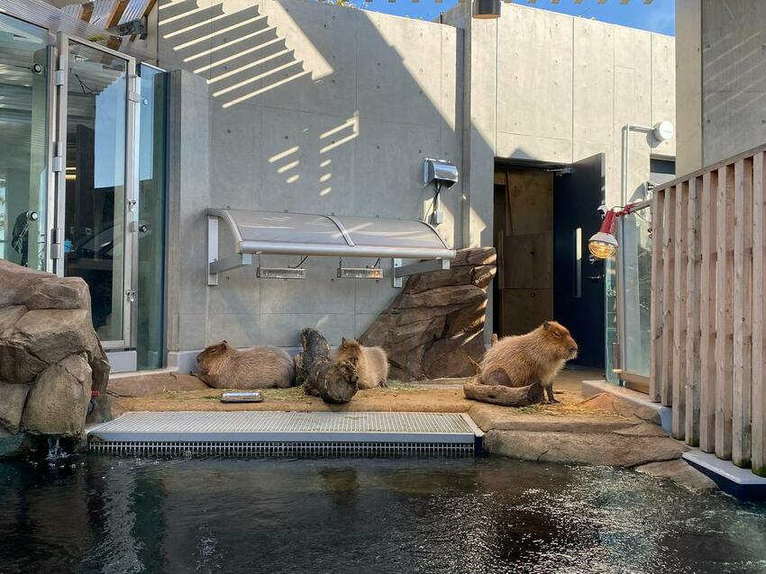 【2024年神戶自由行】最新旅遊景點特集! 搭神戶船只要500日幣! 人氣甜點店、吃爆神戶牛、打卡BE KOBE