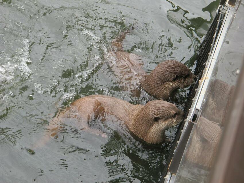 【2024年神戶自由行】最新旅遊景點特集! 搭神戶船只要500日幣! 人氣甜點店、吃爆神戶牛、打卡BE KOBE