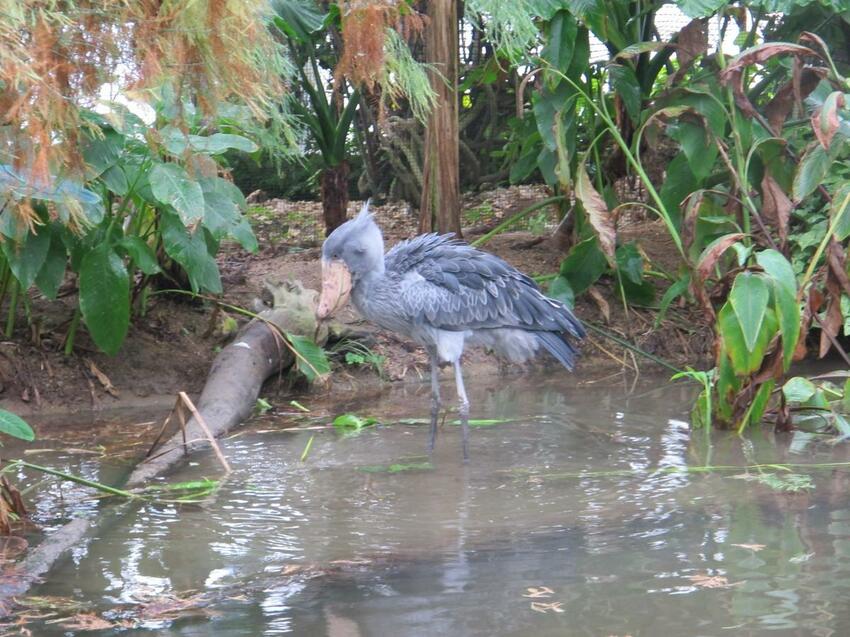 【2024年神戶自由行】最新旅遊景點特集! 搭神戶船只要500日幣! 人氣甜點店、吃爆神戶牛、打卡BE KOBE