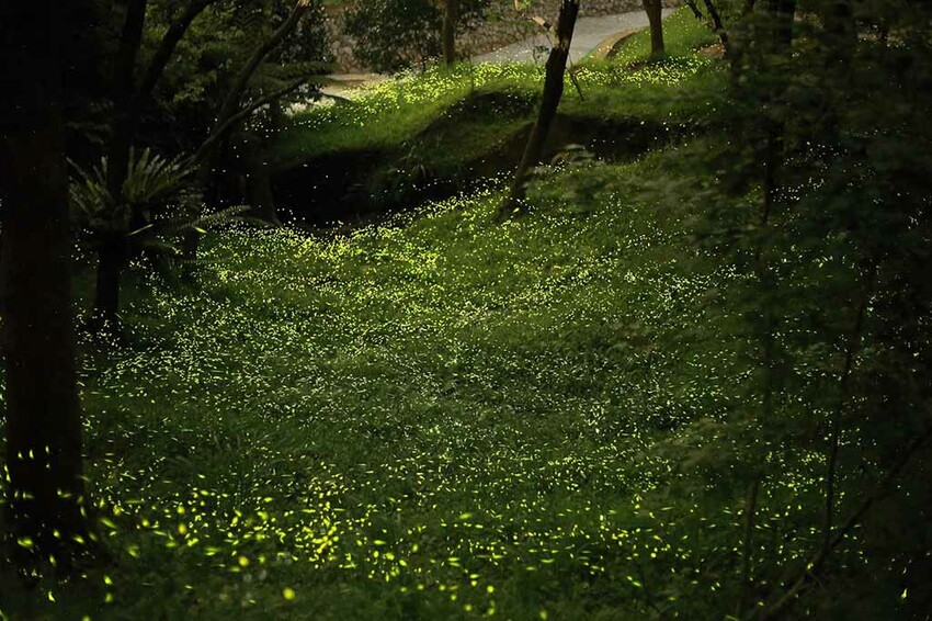 東勢林場-螢火蟲