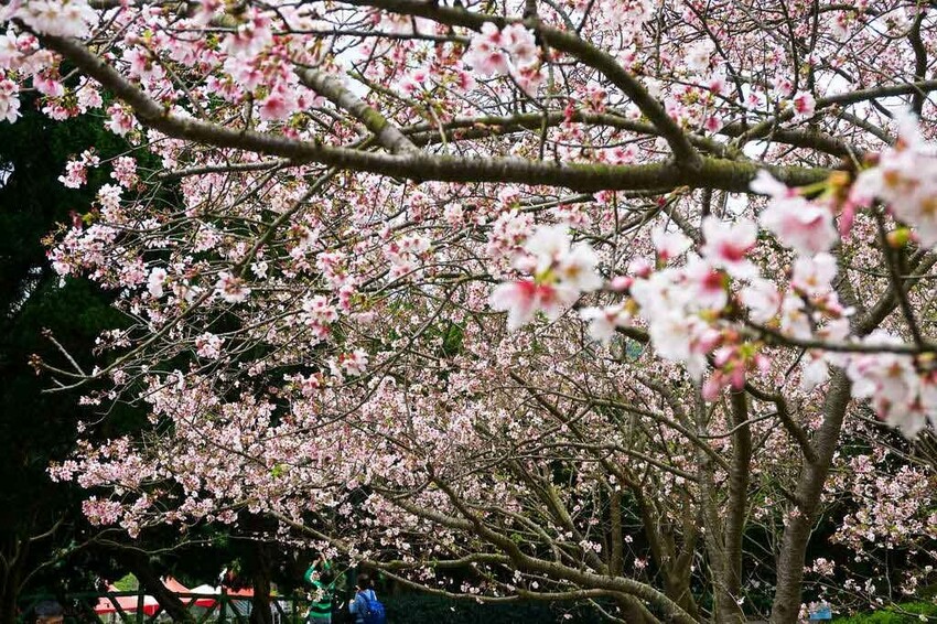 陽明山花季櫻花