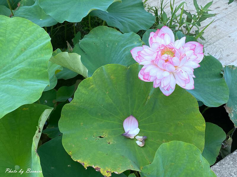 金山清水濕地牡丹蓮~美拍賞花大範圍花田讓你拍不停 @Bernice的隨手筆記