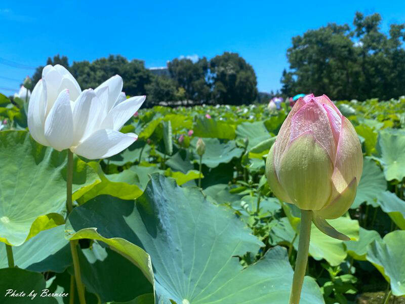 2023桃園蓮花季-與你蓮線~花田範圍超大怎麼拍怎麼美 @Bernice的隨手筆記