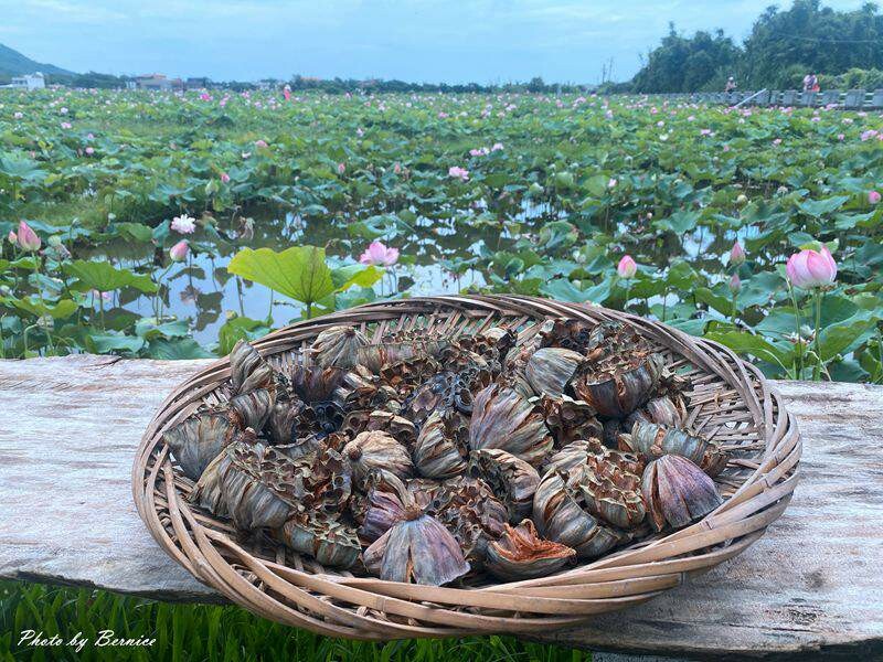 金山清水濕地牡丹蓮~美拍賞花大範圍花田讓你拍不停 @Bernice的隨手筆記