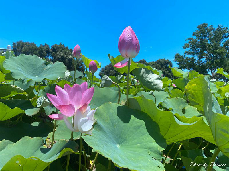 2023桃園蓮花季-與你蓮線~花田範圍超大怎麼拍怎麼美 @Bernice的隨手筆記