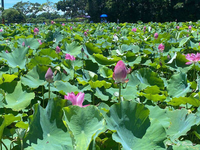 2023桃園蓮花季-與你蓮線~花田範圍超大怎麼拍怎麼美 @Bernice的隨手筆記