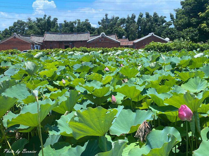 2023桃園蓮花季-與你蓮線~花田範圍超大怎麼拍怎麼美 @Bernice的隨手筆記