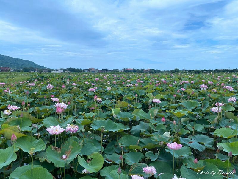 金山清水濕地牡丹蓮~美拍賞花大範圍花田讓你拍不停 @Bernice的隨手筆記
