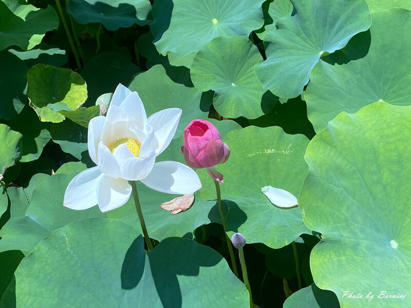 2023桃園蓮花季-與你蓮線~花田範圍超大怎麼拍怎麼美 @Bernice的隨手筆記