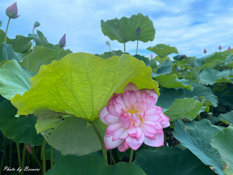 金山清水濕地牡丹蓮~美拍賞花大範圍花田讓你拍不停 @Bernice的隨手筆記