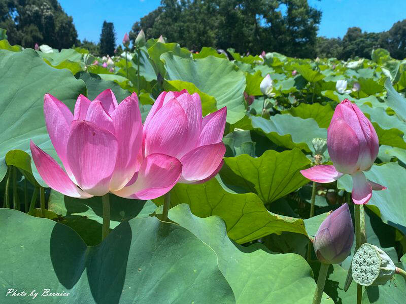 2023桃園蓮花季-與你蓮線~花田範圍超大怎麼拍怎麼美 @Bernice的隨手筆記