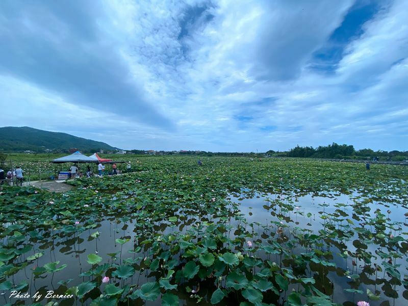 金山清水濕地牡丹蓮~美拍賞花大範圍花田讓你拍不停 @Bernice的隨手筆記