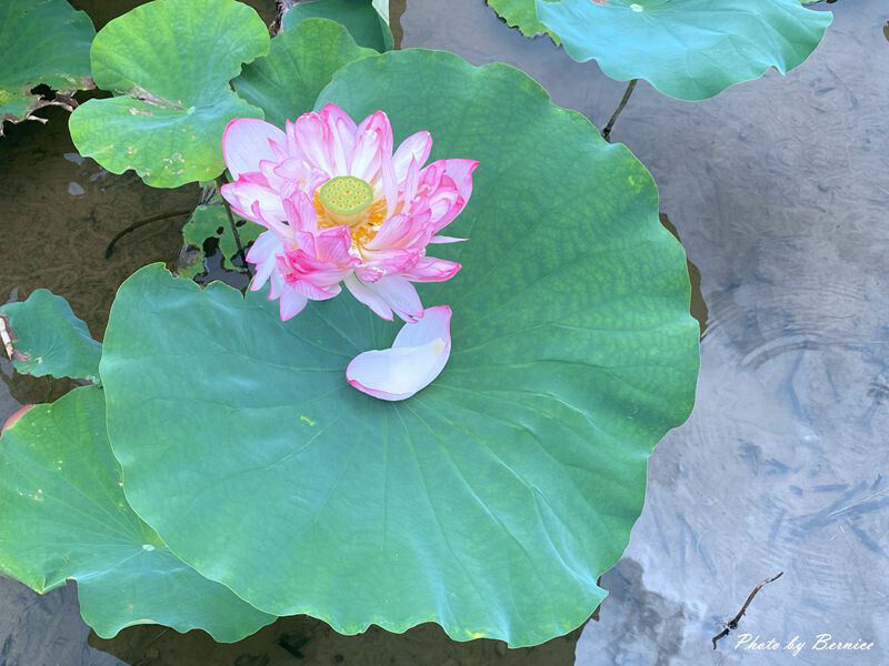 金山清水濕地牡丹蓮~美拍賞花大範圍花田讓你拍不停 @Bernice的隨手筆記