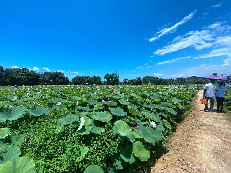 2023桃園蓮花季-與你蓮線~花田範圍超大怎麼拍怎麼美 @Bernice的隨手筆記