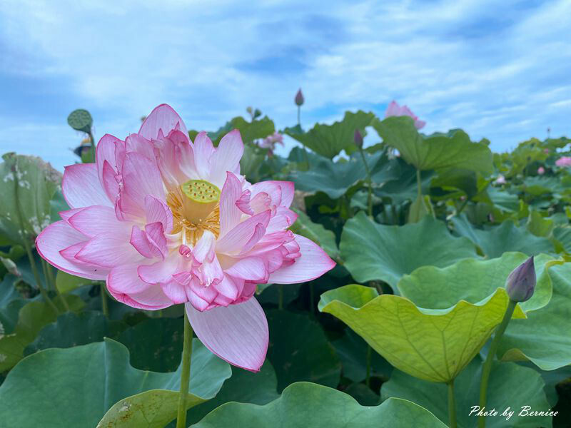 金山清水濕地牡丹蓮~美拍賞花大範圍花田讓你拍不停 @Bernice的隨手筆記
