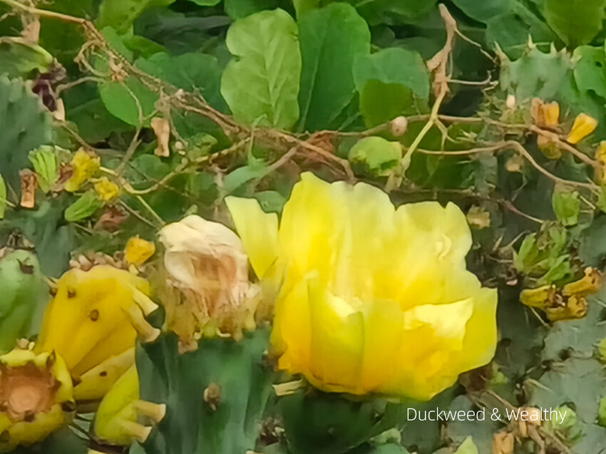 【台南景點】台江四草海堤「台江阿嬤」∣漂流木藝術地景創作∣「吾海吾江」台江最熱門的打卡景點∣