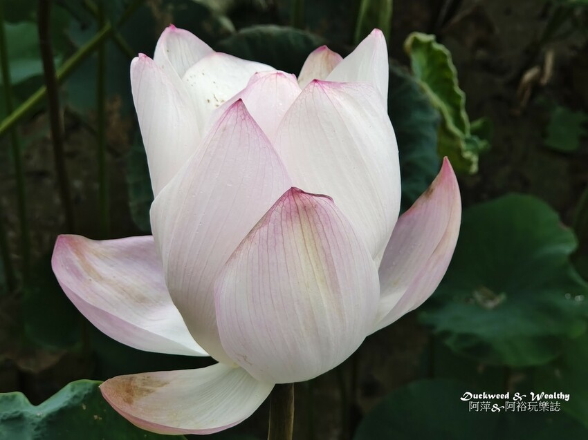 【台南白河景點】「白河蓮花公園」夏日賞荷最佳地點∣沉浸在隨風搖曳粉嫩的花海中∣