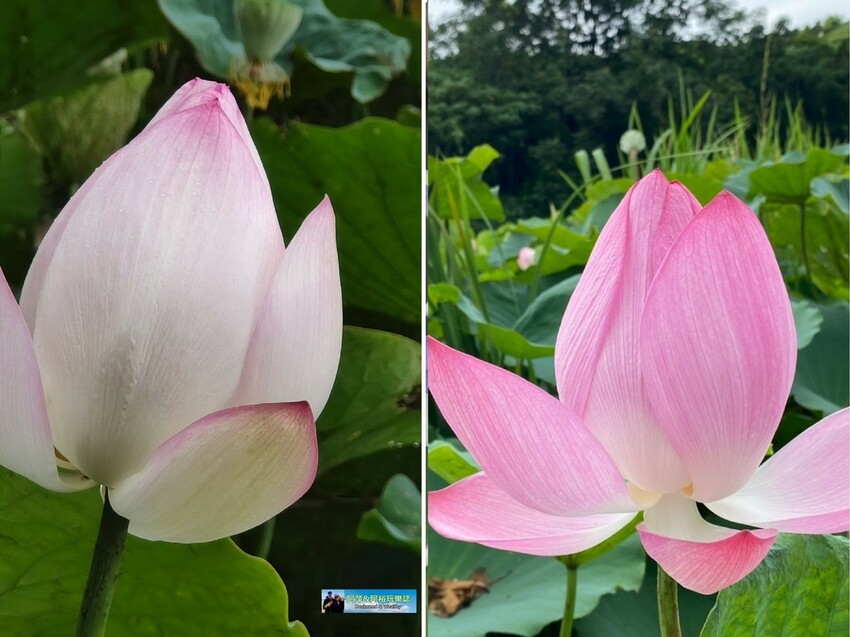 【台南白河景點】「白河蓮花公園」夏日賞荷最佳地點∣沉浸在隨風搖曳粉嫩的花海中∣