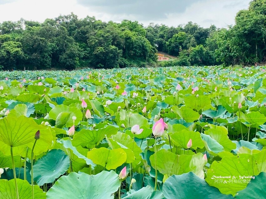 【台南白河景點】「白河蓮花公園」夏日賞荷最佳地點∣沉浸在隨風搖曳粉嫩的花海中∣